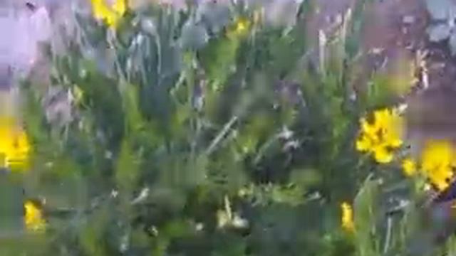 A plant with yellow flowers in Southern Sicily смотреть онлайн