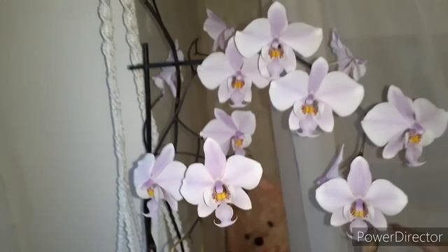 Зацвели мои любимые #Орхидеи #Орхидея_Ваниль тронулась в рост смотреть онлайн