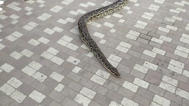 огромный питон на тротуаре смотреть онлайн