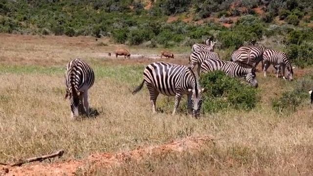 (No Copyright) Herd of black and white striped zebras grazing on grasslands. Animals in wildlife смотреть онлайн