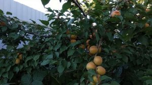 Сколько собрали абрикоса? Абрикос Слава Севера сбор урожая
