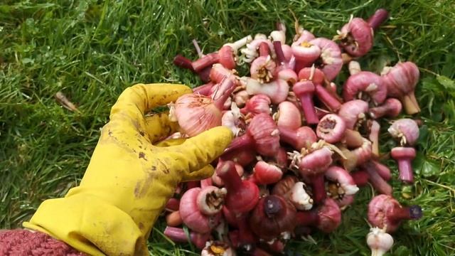 Подготовка гладиолусов к зимнему хранению? смотреть онлайн