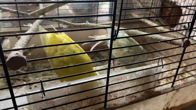 Как представлю, что ты чавкаешь... смотреть онлайн