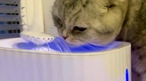 Поилка-фонтан для кошек (сборка поилки + чистка насоса при необходимости)