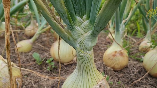Спасаем репчатый лук смотреть онлайн