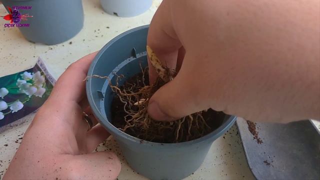 HOŞ KOKULU ve BİR OKADAR ZEHİRLİ BİTKİ "İNCİ ÇİÇEĞİ" RİZOM'u ALDIM 🌷🌼 смотреть онлайн