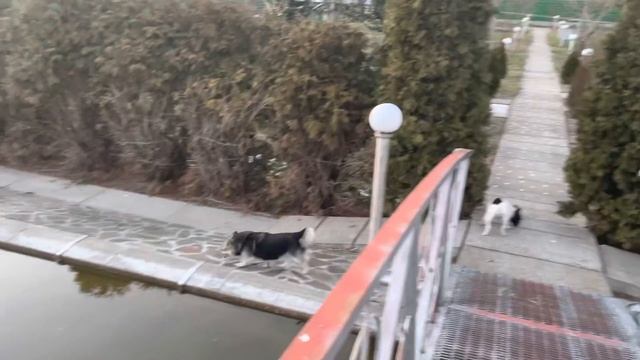 Что же примиряет французских бульдогов и Лирика? смотреть онлайн