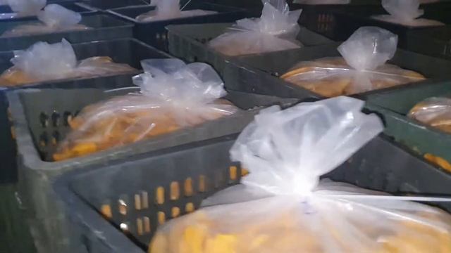 DRIED MANGO FOR EXPORT FROM OLMISH ORGANIC GROUP смотреть онлайн
