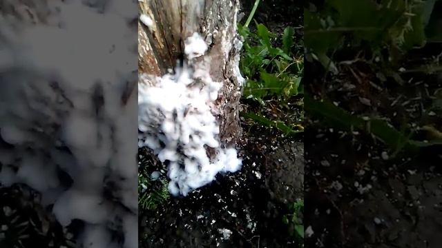 Как бороться с муравьями на даче? Смотрите!!! смотреть онлайн