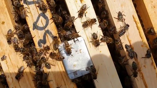 КАК ПОДСАДИТЬ ПЛОДНУЮ МАТКУ - где пчелосемья после роевого. смотреть онлайн