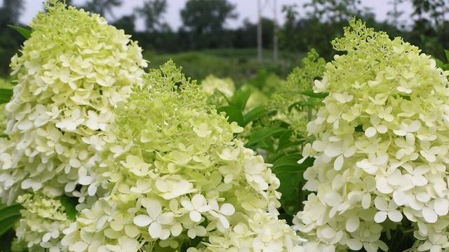 Гортензия Фантом. Описание посадка и уход. смотреть онлайн