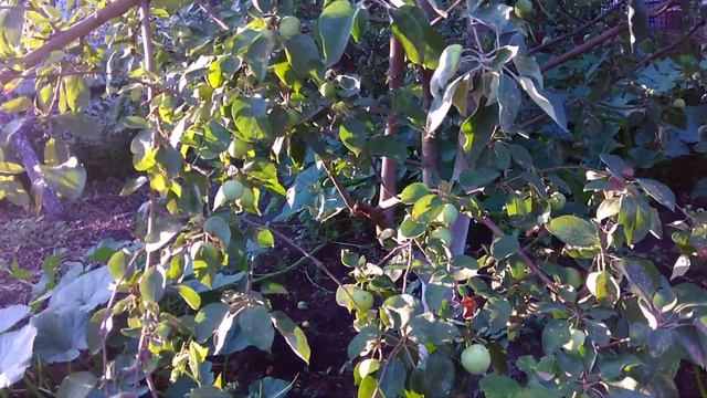 фитовтороз добрался до картошки смотреть онлайн