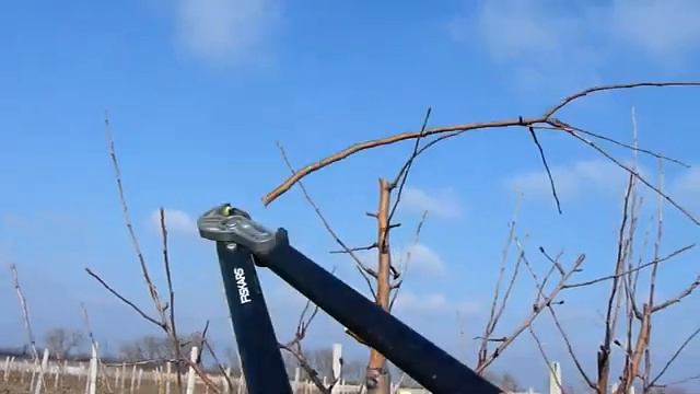 Обрезка яблони сорта Голден Делишес смотреть онлайн