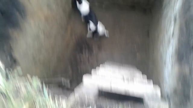 Собака ловит крысу. смотреть онлайн