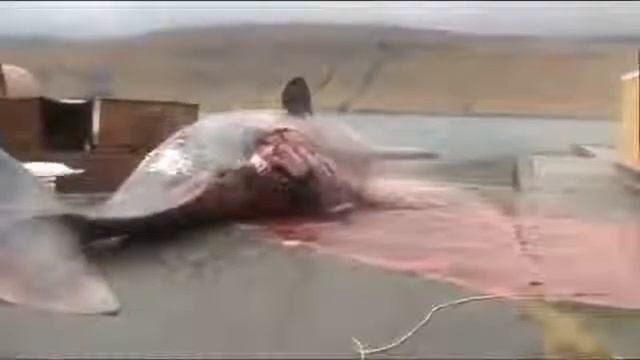 кит взорвался Exploding sperm whale real time & slow motion смотреть онлайн