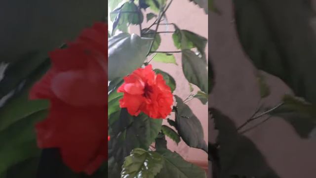 Мой гибискус зацвел. смотреть онлайн