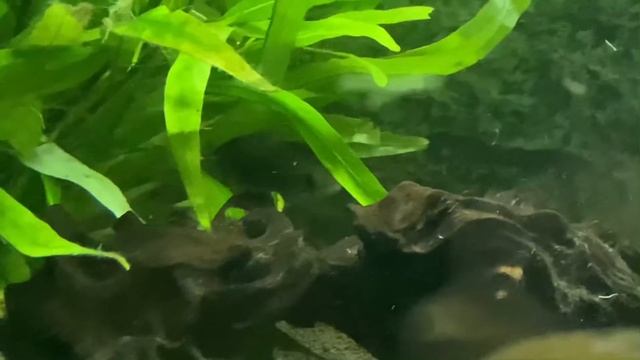 Змееголовы глазчатый и Parachanna africana / новенькие в аквариуме 450 литров смотреть онлайн