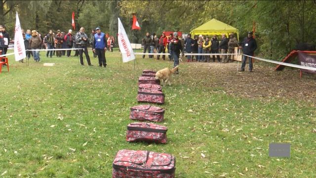 Кинологический Центр Сокольники. Дрессировка собак | Элита смотреть онлайн