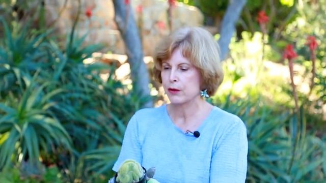 How to Make a Mini High Desert Cactus Garden смотреть онлайн