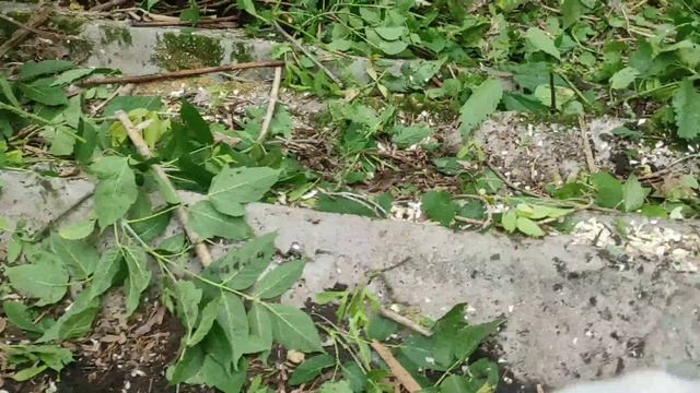 Купил заброшенный дом и приступил к чистке участка! #домвдеревне#сельскийдом#заброшенный#участок