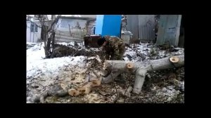 Спил деревьев  с трезвой музыкой