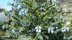 ОКОПНИК ЛЕКАРСТВЕННЫЙ НА ДАЧЕ ЗЕЛЕНОЕ УДОБРЕНИЕ