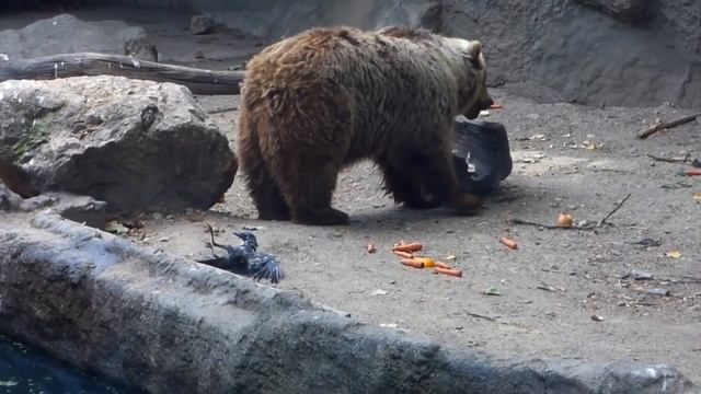 Невероятно! Медведь спас ворону! смотреть онлайн