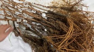 Посылка с саженцами винограда от Людмилы Авиной из Крыма, полное разочарование и шок ￼￼