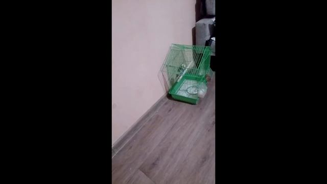 Волнистик заговорил смотреть онлайн