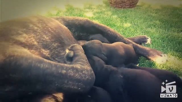 кане корсо. мама кормит малышей. малютки-щенки с любящей мамой. лучшие щеночки кане корсо смотреть онлайн