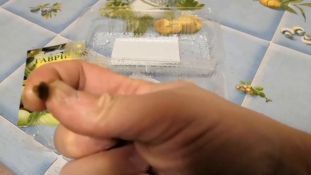 Как проращивать семена лагенарии. смотреть онлайн