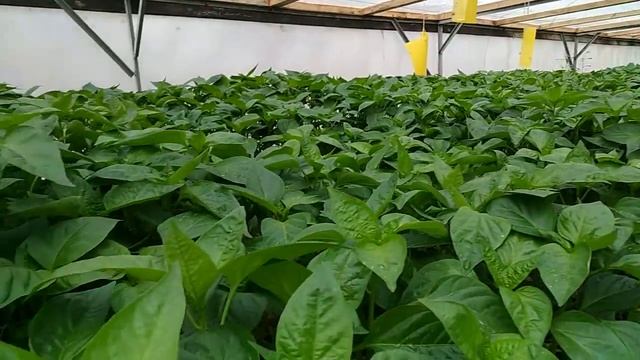 Особенности выращивания рассады перца смотреть онлайн