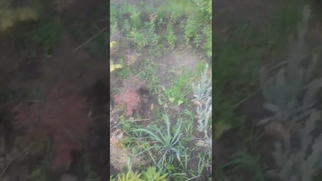 пионы бордовые смотреть онлайн