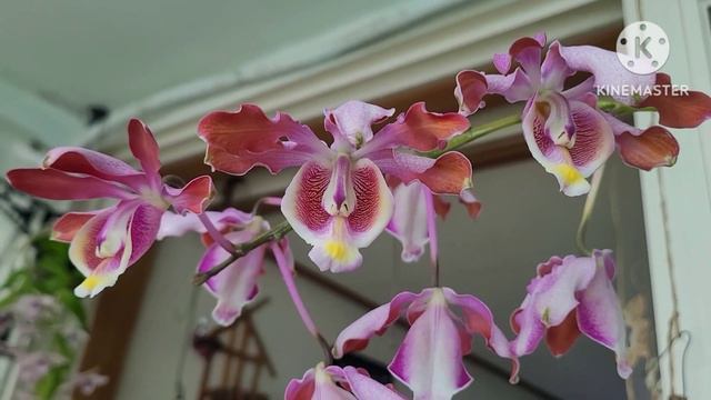 Schomburgkia Tibicinis сезонное цветение.