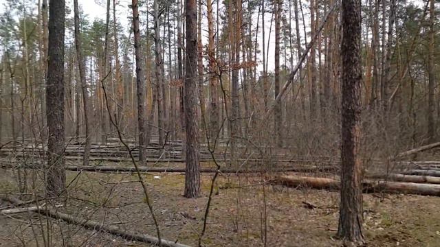 В лесах Пущи-Водицы массовое падение сухих деревьев. смотреть онлайн