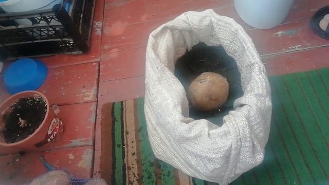 Как посадить картошку на балконе?? смотреть онлайн