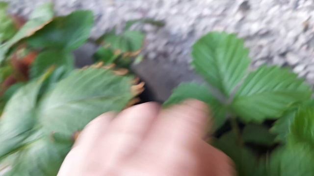 Земляника ремонтантная "Солемахер", выращиваемая в квартире (7 июля 2023г.)в первый год. смотреть онлайн