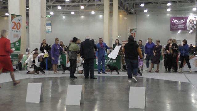 Цвергшнауцер чс Лучший Представитель Породы Miniature schnauzer bs Best of Breed смотреть онлайн