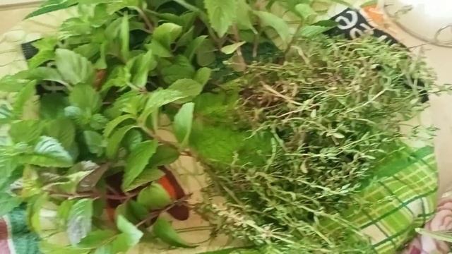 Заготовки на зиму/Вишня/Зелёный чай/Сладкий горошек смотреть онлайн