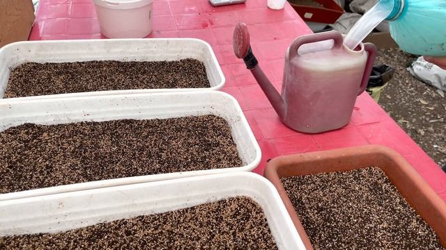 Посев семян по новой методике . смотреть онлайн