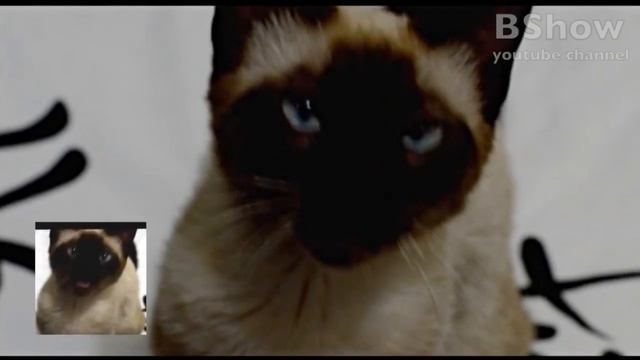 Игра Престолов песня кота - Game of Thrones opening sung by a cat смотреть онлайн