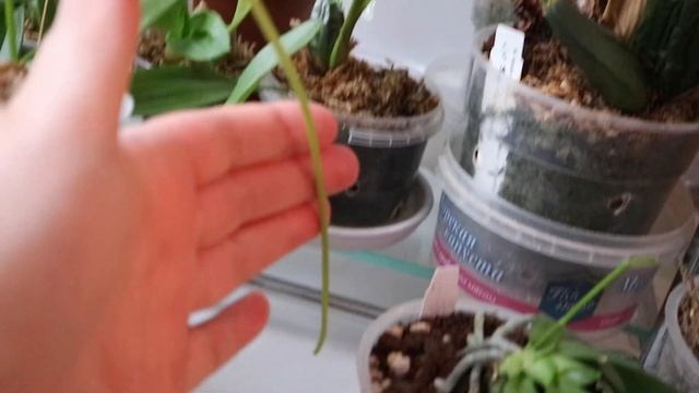 Орхидеи цветут) смотреть онлайн