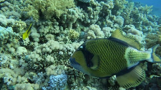 красавчик Тригер