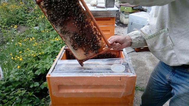 Сегодня на пасеке, 8 мая 2020 г. Проверка роевой семьи после деления. смотреть онлайн