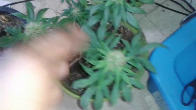 BLUEBERRY CHEESECAKE UPDAYYYY смотреть онлайн