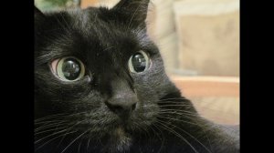 Разговариваю с котом через кошачий разговорник