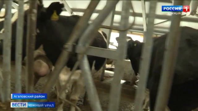 Эксклюзивный коровник построили в Агаповском районе Челябинской области смотреть онлайн