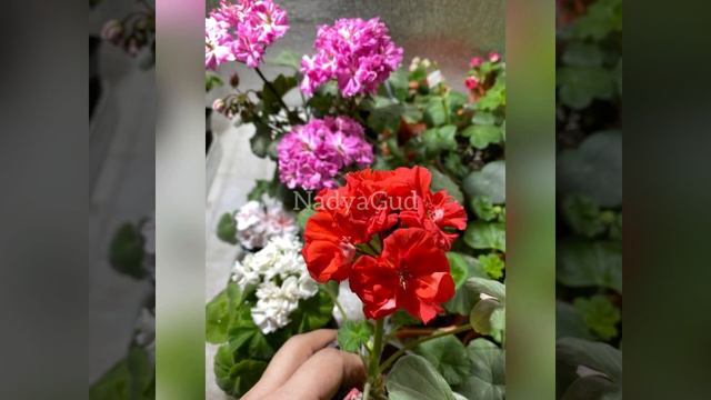 Апрель , красота пеларгонии смотреть онлайн