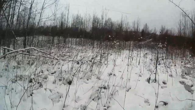 Рыбы в Объективе