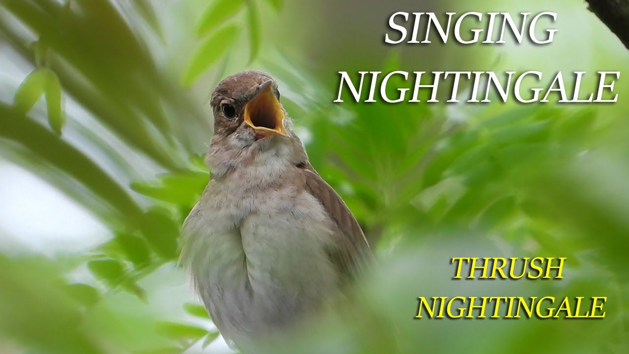 Пение Соловья - Восточный соловей / Singing Nightingale смотреть онлайн